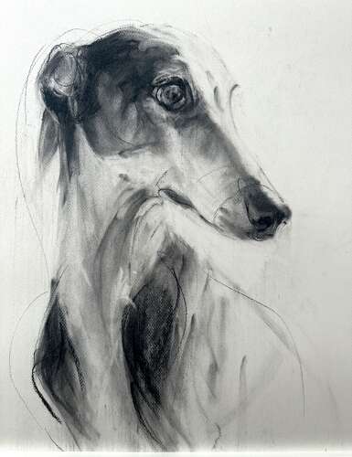 Whippet - Polly James